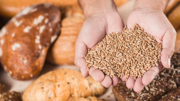 Overhead view of hands holding wheat grains over the baked bread-healthy energy diet